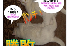 勝敗=shouhai