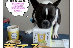 育てる=sodateru