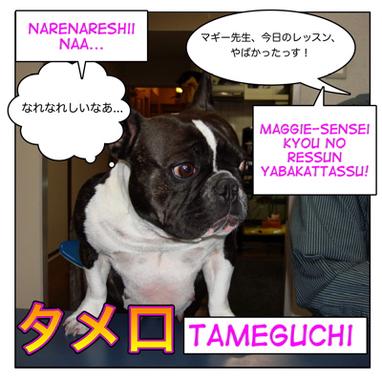 タメ口 Tameguchi タメ語 Tamego ヤバい Yabai Slang Maggie Sensei