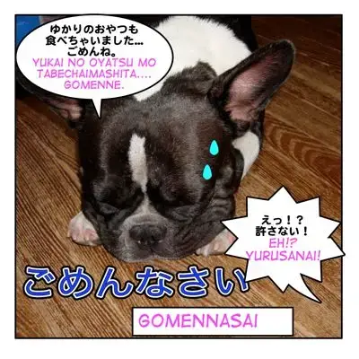 gomennasai