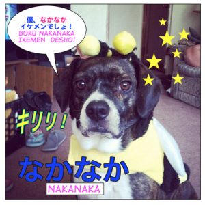 How to use なかなか ( = nakanaka) – Maggie Sensei