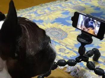 Colloquial Japanese Words Twitter Follow Up Lesson Maggie Sensei