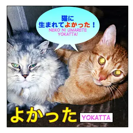 How To Express Your Feelings With よかった Yokatta Maggie Sensei