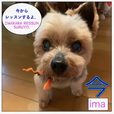 How To Use 今 いま Ima Maggie Sensei