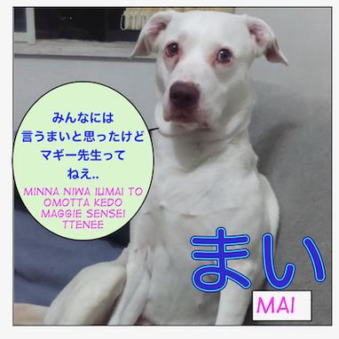 How to use まい ( = mai) – Maggie Sensei